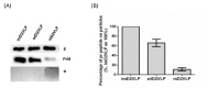 Figure 1—figure supplement 1.