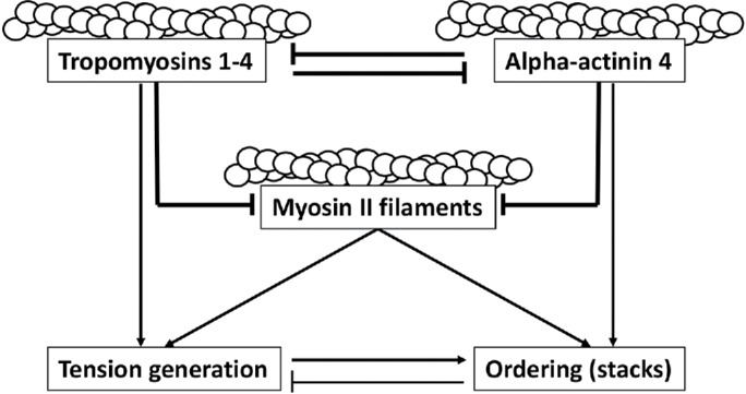 FIGURE 7: