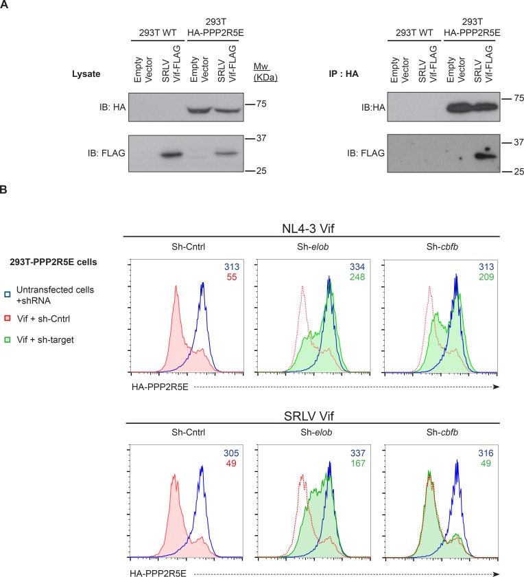 Figure 7—figure supplement 3.