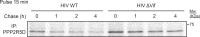 Figure 5—figure supplement 3.