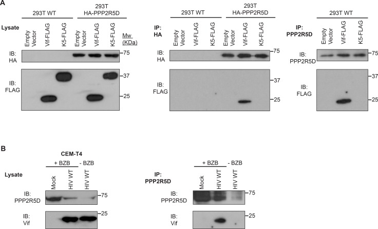 Figure 5—figure supplement 1.