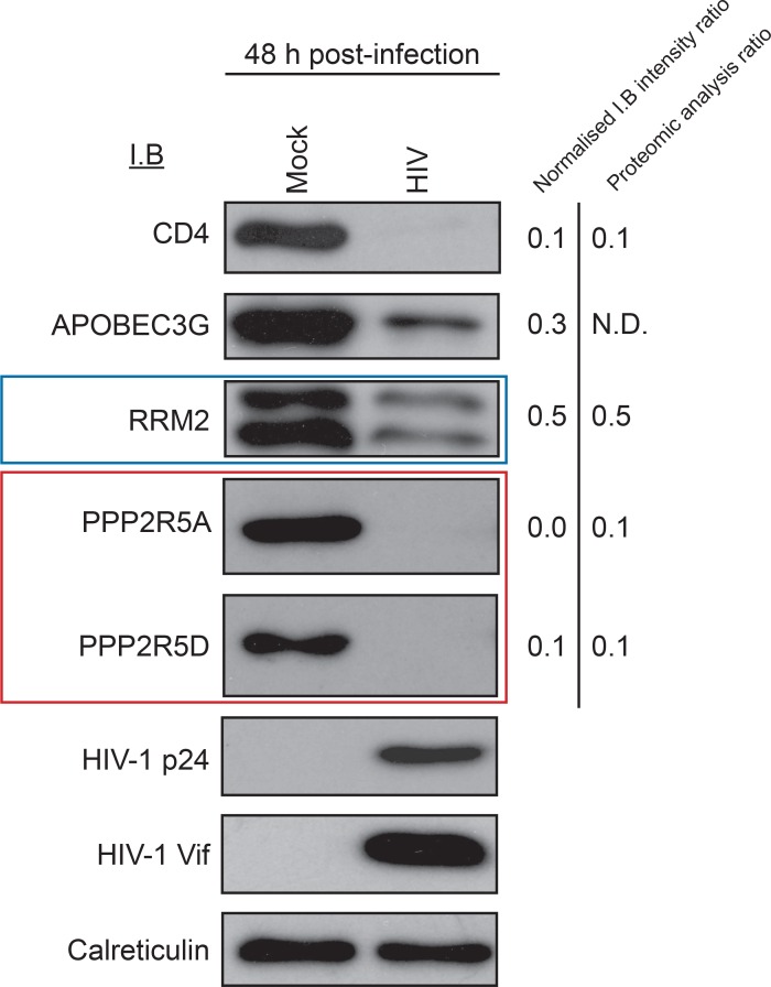 Figure 3—figure supplement 1.