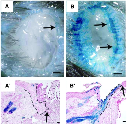 Figure 2.—