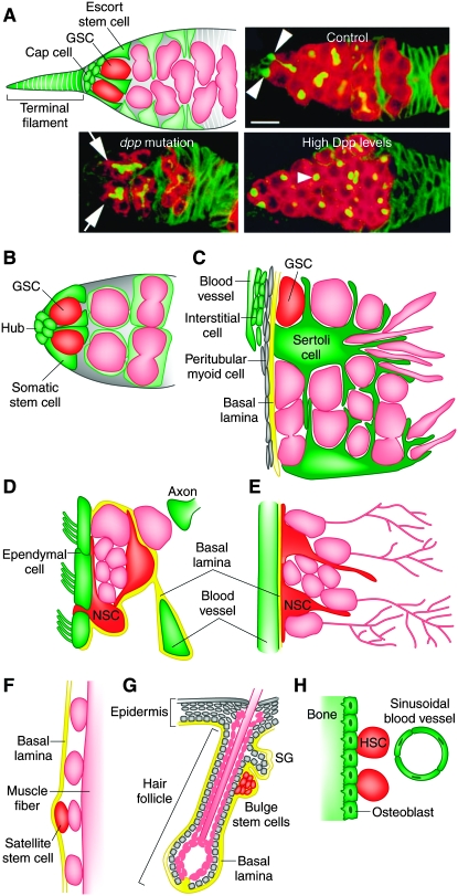 Figure 1.—