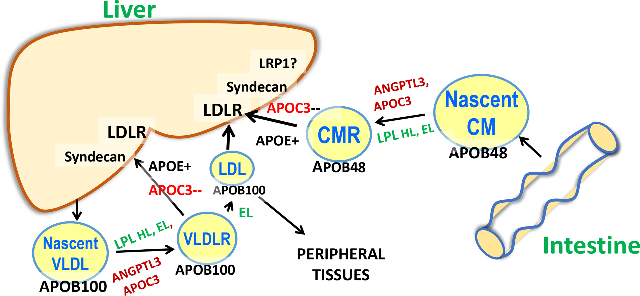 Figure 2.