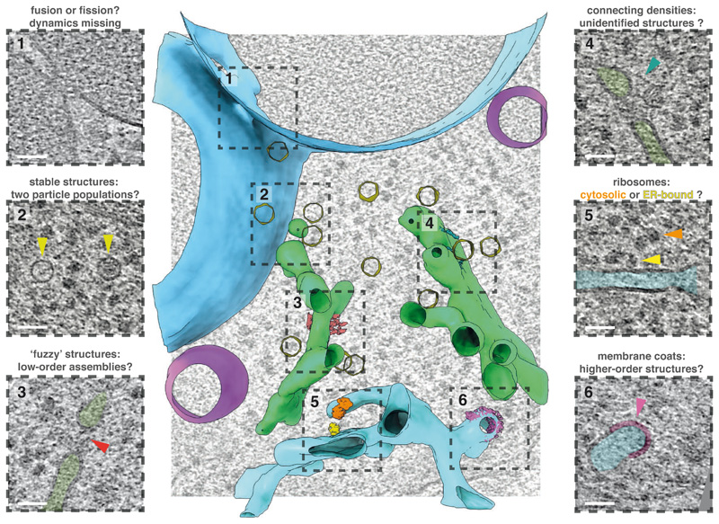 Structural Cell Biology Molecular Visualization Of Cellular Complexity