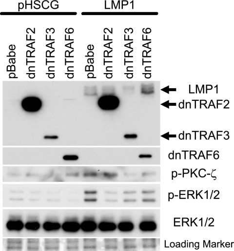 FIG. 9.