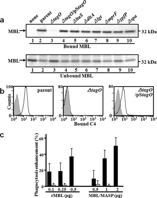 FIGURE 1.