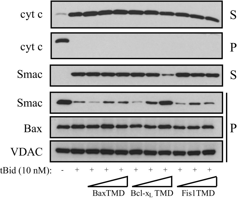 Fig. S6.