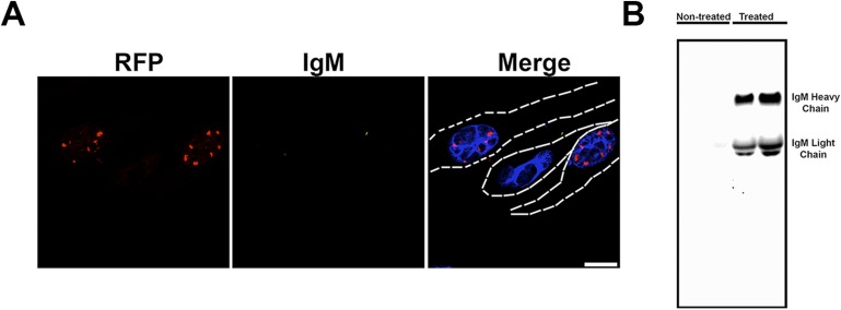 Figure 3—figure supplement 2.