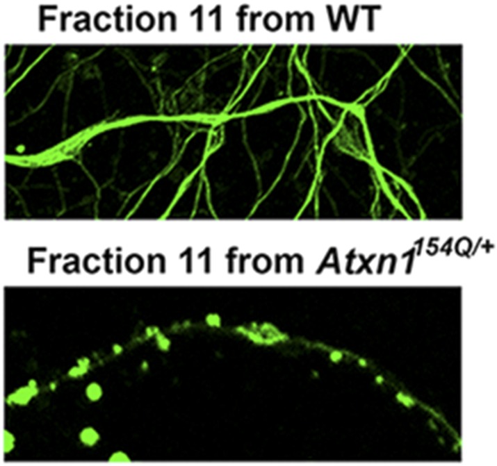 Figure 2—figure supplement 4.