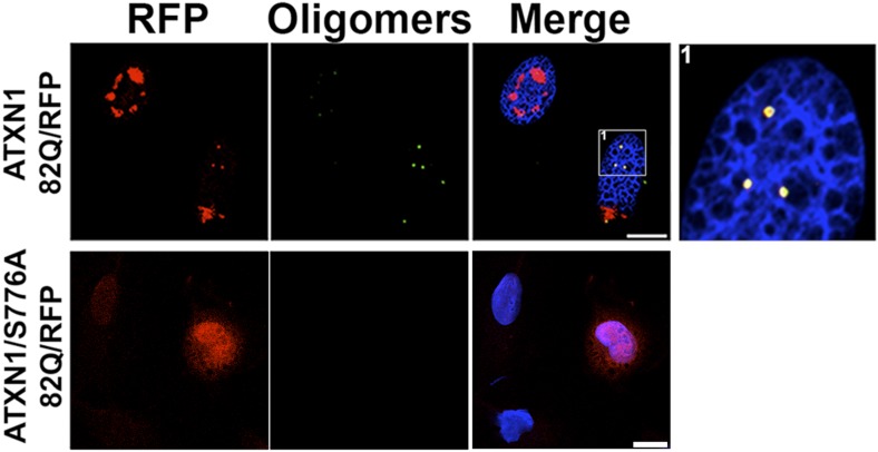 Figure 3—figure supplement 1.