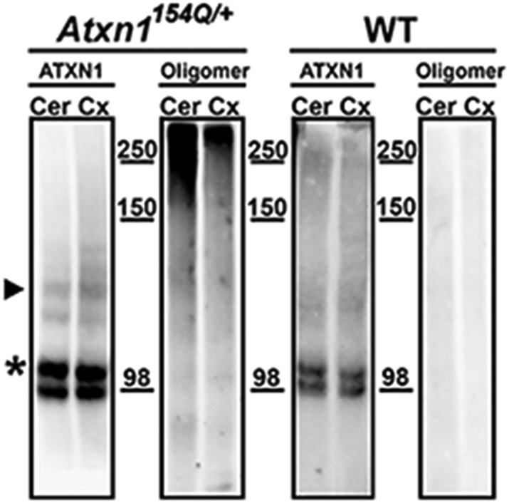 Figure 1—figure supplement 2.