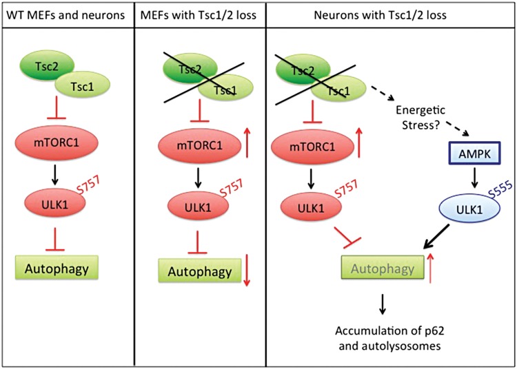 Figure 6.