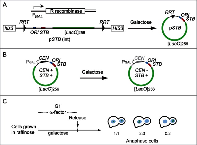 Figure 2.