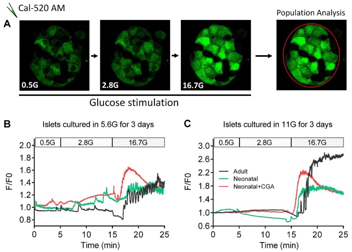 Figure 5—figure supplement 1.