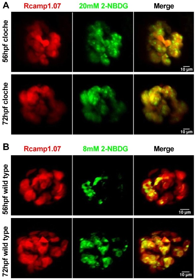 Figure 2—figure supplement 3.