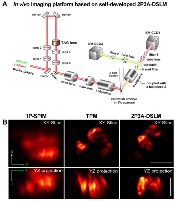 Figure 1—figure supplement 3.