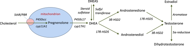 Fig. 1