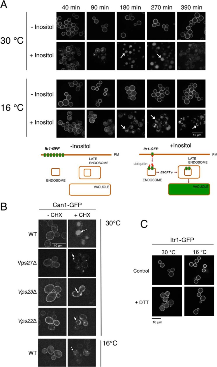 FIGURE 2.