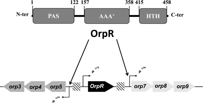 FIGURE 1