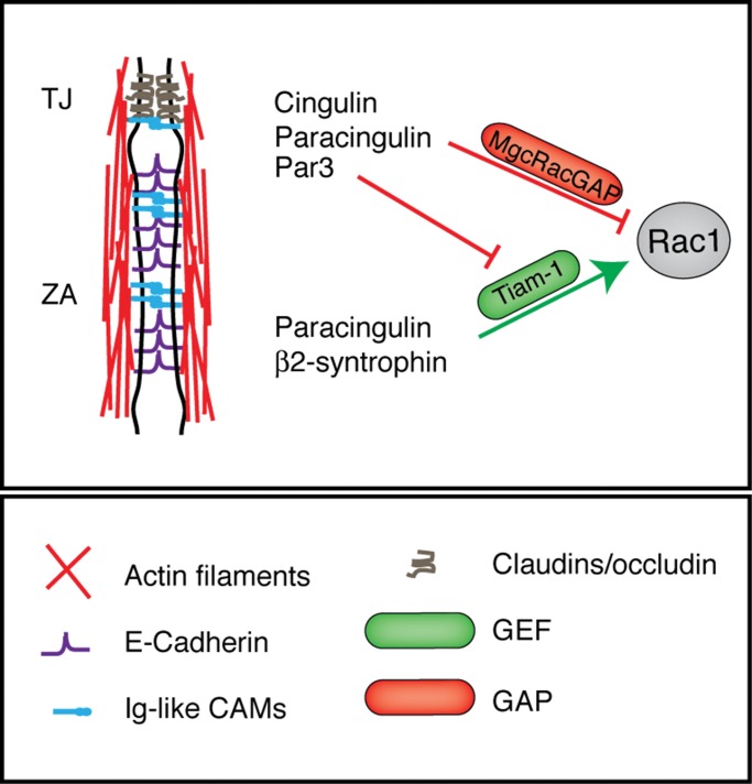 FIGURE 6: