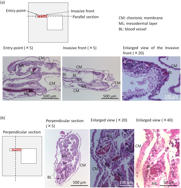 Fig 8