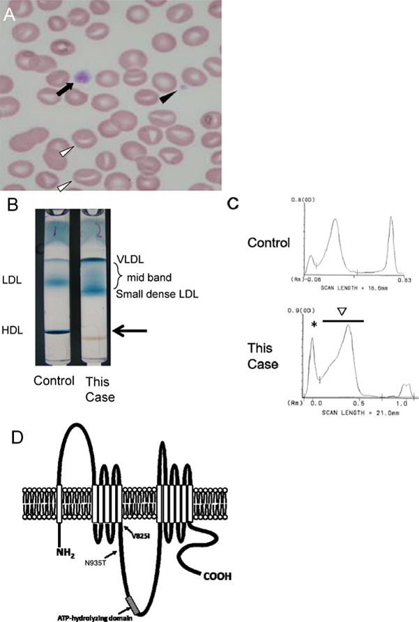 Fig. 3.