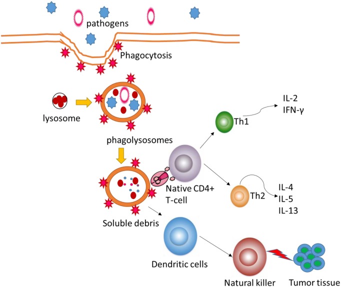 Figure 2