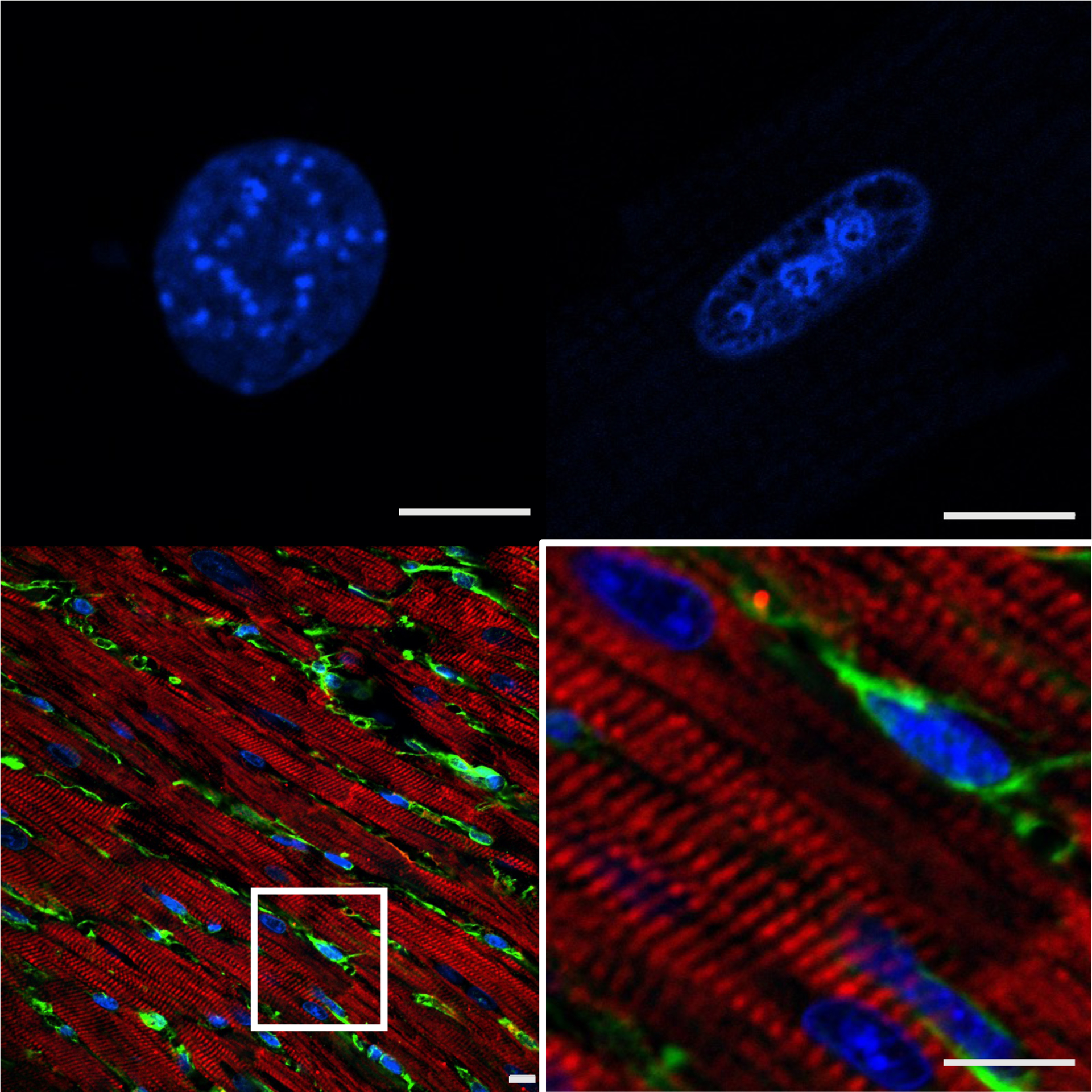 Figure 1: