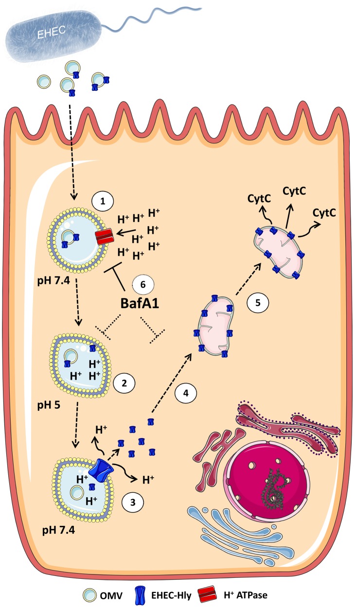 Figure 14