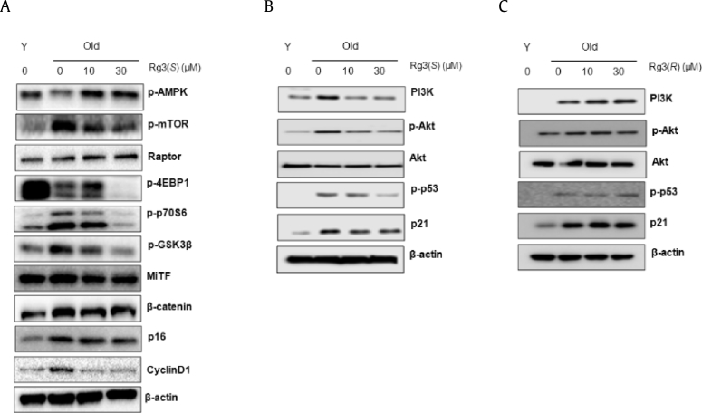 Fig. 6