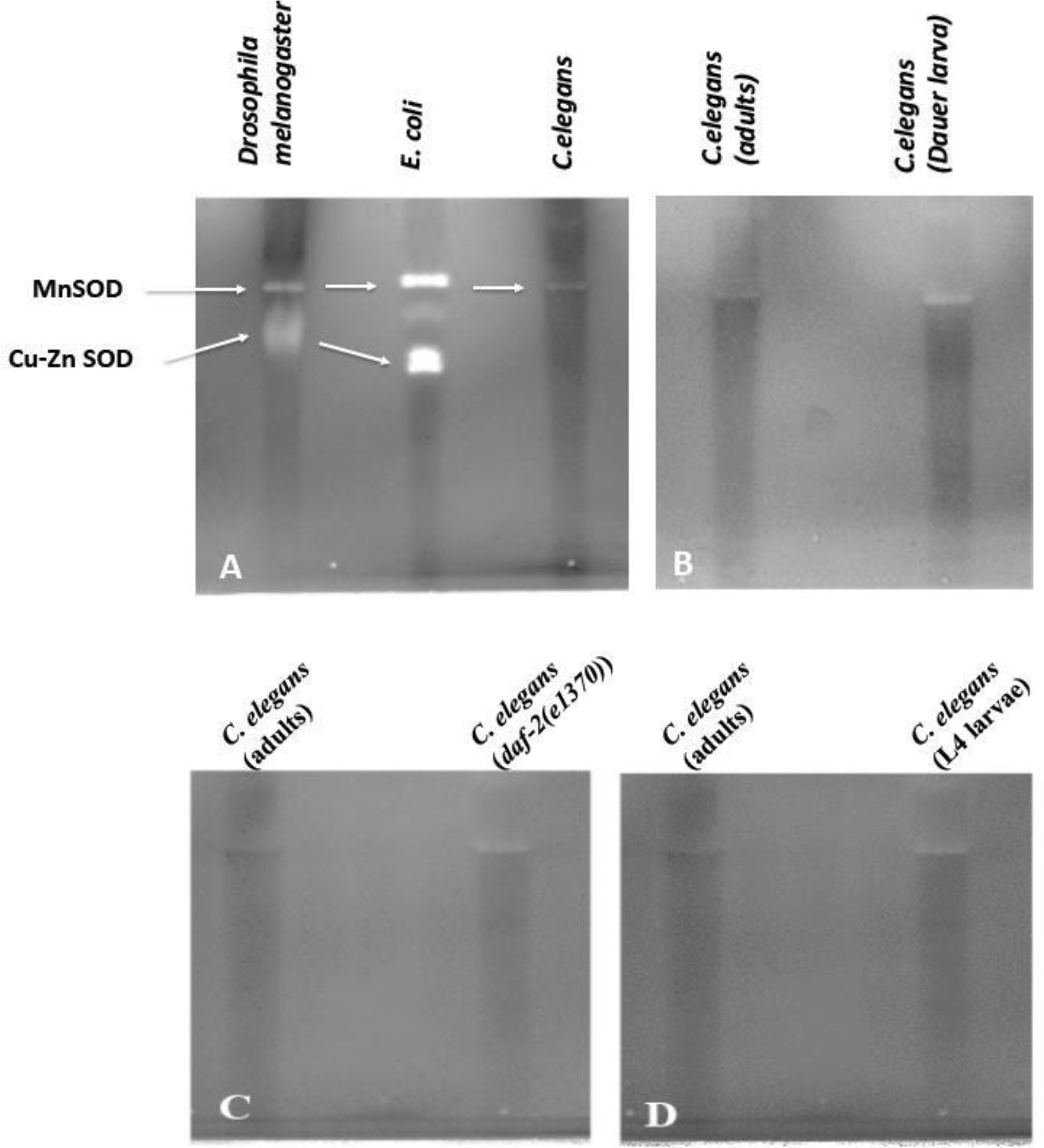 FIGURE 1: