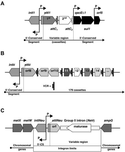 FIG. 1.