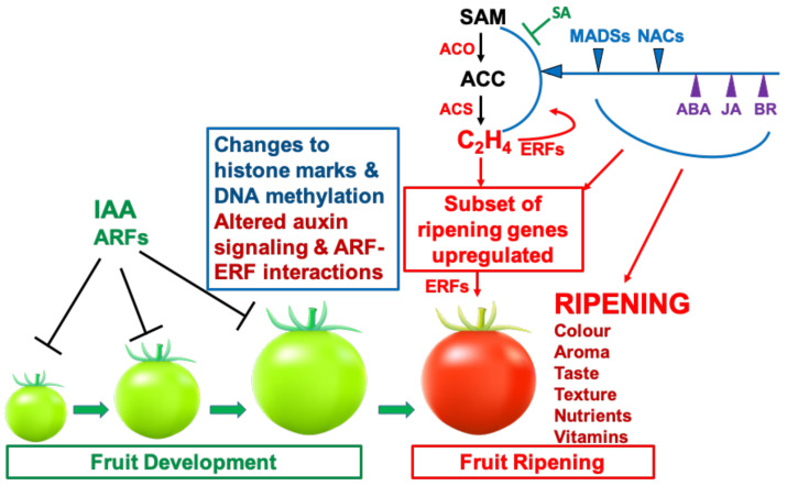 Figure 7