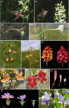Examples of pollination ecotypes.