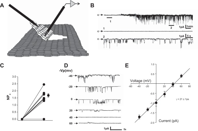 Fig. 2.