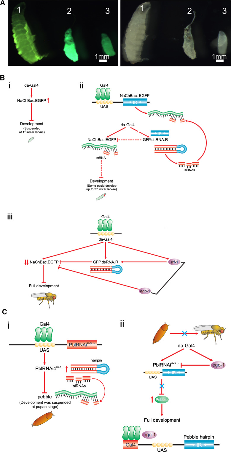 Fig. 3