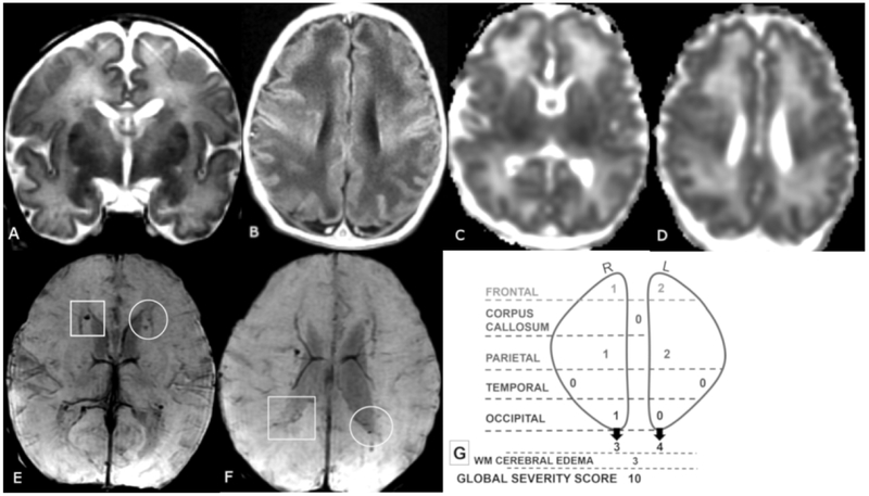 Figure 2 A-G.