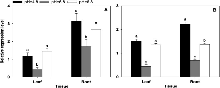 Figure 8. BcAMT2 (A) and BcAMT2like (B) expression in leaves and roots of B. campestris at different pH for three days. Each value represents the mean±SE (n=3). Different lowercase letters indicate significant differences at p<0.05.