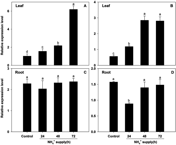 Figure 7. BcAMT2 and BcAMT2like expression in leaves and roots of B. campestris under high NH4+ treatment (10 mM). A, B: BcAMT2 and BcAMT2like expression in leaves treated for the indicated periods; C, D: BcAMT2 and BcAMT2like expression in roots treated for the indicated periods. Each value represents the mean±SE (n=3). Different lowercase letters indicate significant differences at p<0.05.