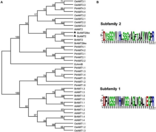 Figure 2. Phylogenetic analysis and conserved domains of ammonium transporters (AMTs). A: Unrooted, maximum likelihood-based phylogenetic tree of AMT family proteins generated in MEGA 6.0 software, using ClustalW for the alignment and 1000 bootstrap replicates. AtAMT1;1–1;5 and AtAMT2 from A. thaliana (accessions no. NM_117425.2, NM_105152.3, NM_113336.3, NM_119012, NM_113335, and NM_129385.5); BrAMT1.1–BrAMT1;5, BrAMT2, and BrAMT2like from B. rapa (XM_009126366.2, XM_009113156.1, XM_009104274.2, XM_009131146.2, XM_009137637.1, XM_009145156.2, and XM_009143483.2); OsAMT1;1–1;3, OsAMT2;1–2;3, OsAMT3;1–3;3 from O. sativa (NM_001059815.1, NM_001053990.1, NM_001053991.1, XM_009378133.2, XM_015787532.1, XM_015766098.1, XM_015766529.1, NM_001058371.2, and NM_001053632.1); PtrAMT1;1–1;5, PtrAMT2;1, PtrAMT2;2, PtrAMT3;1, PtrAMT4;1–T4;4 from P. trichocarpa (XM_002314482.2, XM_002325754.1, XM_002311667.2, XM_002303068.1, XM_002301801.1, XM_002314070.2, XM_002309115.1, XM_002323564.1, XM_002300186.2, XM_002302048.2, XM_002324235.2, XM_002306767.2, and XM_002319034.2); EcAmtB from E. coli (NP_286193); BcAMT2 and BcAMT2like from B. campestris are displayed with a black triangle. B: Conserved domains defining the AMT subfamilies generated using WEBLOGO (http://weblogo.berkeley.edu/logo.cgi/).