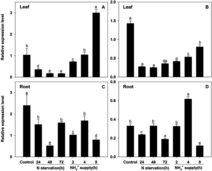 Figure 6. BcAMT2 and BcAMT2like expression in B. campestris after different periods of N starvation and ammonium (NH4+) supply. A, B: BcAMT2 and BcAMT2like expression in leaves under N starvation for 72 h, followed by NH4+ supply for 8 h. C, D: BcAMT2 and BcAMT2like expression in roots under the same conditions described for leaves. Each value represents the mean±SE (n=3). Different lowercase letters indicate significant differences at p<0.05.