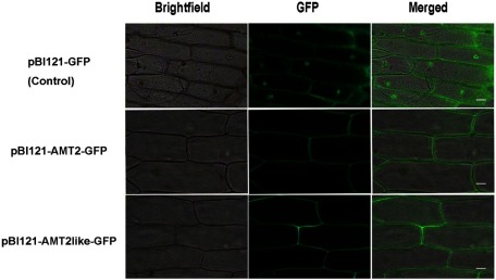 Figure 3. Subcellular localization of pBI121-GFP, pBI121-BcAMT2-GFP, and pBI121-BcAMT2like-GFP fusion proteins in onion epidermal cells. Bright field: image obtained by bright field microscopy; GFP: green fluorescence derived from GFP imaged by fluorescence microscopy; Merged: overlay of the two images. Scale bar: 50 µm.