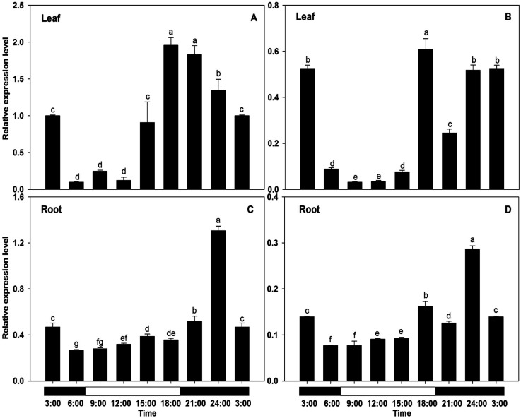 Figure 9. Effect of the circadian cycle on the expression of BcAMT2 and BcAMT2like in Brassica campestris. A, B: expression of BcAMT2 and BcAMT2like in leaves; C, D: expression of BcAMT2 and BcAMT2like in roots. Each value represents the mean±SE (n=3). Different lowercase letters indicate significant differences at p<0.05.