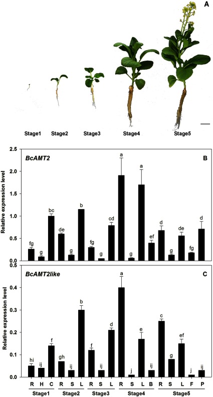 Figure 5. BcAMT2 and BcAMT2like expression patterns in different organs of B. campestris during five developmental stages. A: Samples were collected at the cotyledon stage (stage 1), three-leaf stage (stage 2), six-leaf stage (stage 3), stalk-growth stage (stage 4), and flowering stage (stage 5). Scale bar: 5 cm. B, C: Expression levels of BcAMT2 and BcAMT2like in the different stages. Roots (R), hypocotyls (H), cotyledons (C), stem (S), leaves (L), buds (flower bud), flowers (F), and pods (P). The transcript levels of BcAMT2 and BcAMT2like were normalized to the expression of β-actin and glyceraldehyde-3-phosphate dehydrogenase gene. Each value represents the mean±SE (n=3). Different lowercase letters show significant differences at p<0.05.