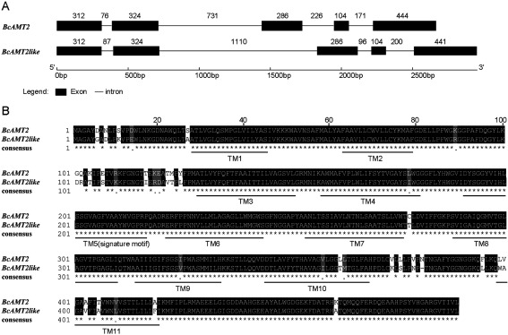 Figure 1. Genomic structure and multiple alignment of the ammonium transporters (AMT) BcAMT2 and BcAMT2like isolated from Brassica campestris. A: Gene structure analysis was carried out in GSDS (gene structure display server, http://gsds.cbi.pku.edu.cn/). Numbers above exons (boxes) and introns (lines) indicate the number of nucleotides. B: Multiple alignment was performed in MEGA 6.0. Transmembrane domains (TM) and AMT signature motifs were predicted by Protter (http://wlab.ethz.ch/protter/) and ExPaSy (http://expasy.org/tools/scanprosite/), respectively. Identical residues are indicated by asterisks, different residues are indicated as a gap, semi conservative mutations are shown as points, predicted TM and signature motifs are outlined by thick lines.