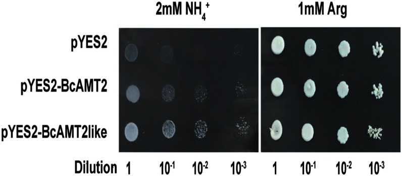 Figure 4. Functional complementation of yeast mutant 31019b cells by BcAMT2 and BcAMT2like. pYES2: empty vector was used as the negative control. pYES2-BcAMT2 and pYES2-BcAMT2like: BcAMT2 and BcAMT2like ORFs cloned into pYES2 vector. Yeast cell suspensions were adapted to an optical density at 600 nm of 1.0 (dilution 1). Then, they were serially diluted by factors of 10, and 3 µl of the yeast cell suspensions at each dilution were spotted on yeast nitrogen base medium. Growth was evaluated after three days of incubation at 30°C.