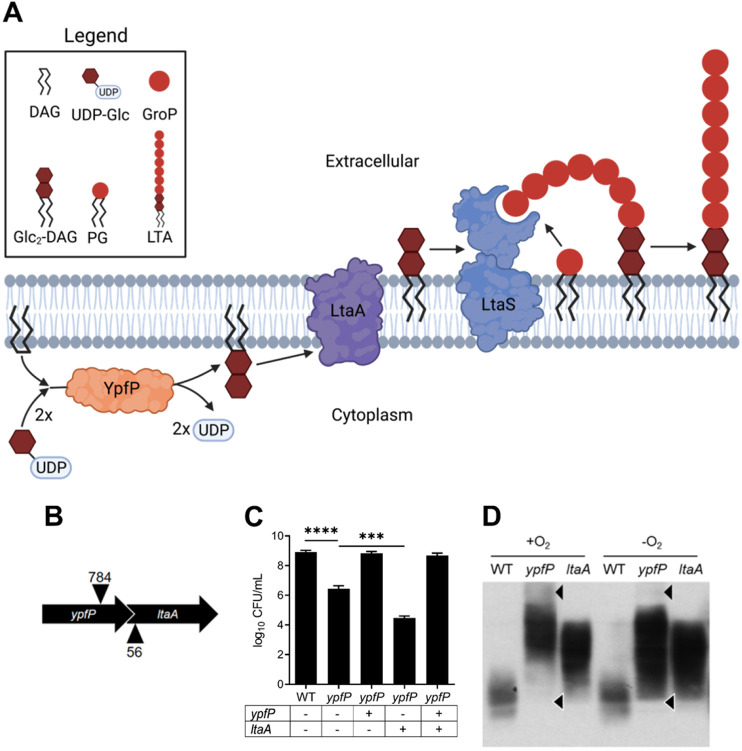 FIG 3