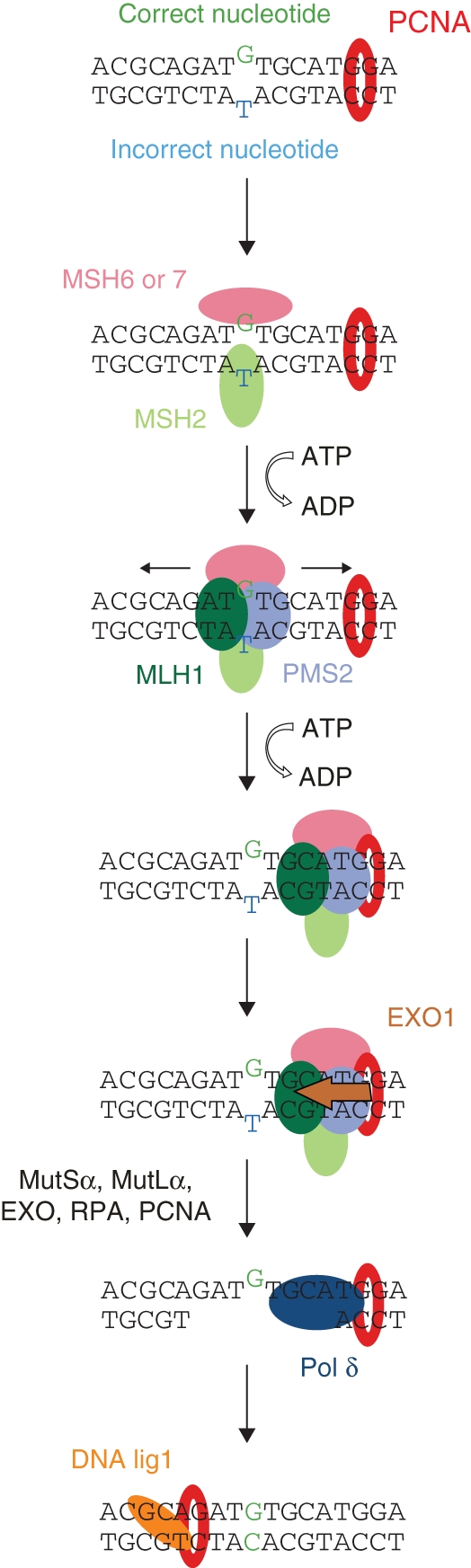 Fig. 6.